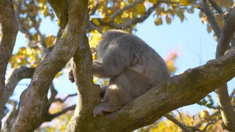 Funny monkey in a tree, Japanese macaque on a tree in autumn, wildlife in Japan Stock Footage 221005211