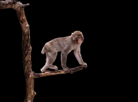 Funny monkey on the tree Stock Photos