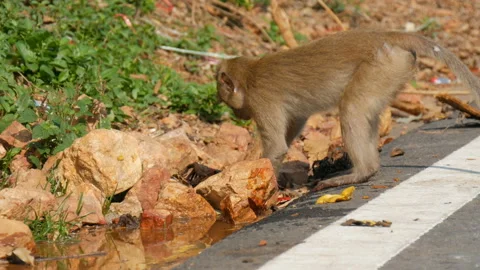 Funny monkey washes brick in the water 動画素材 86009985