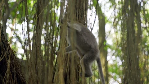 Funny monkey weighs on the vines and jumps from one vine to another Stock Footage 128364632