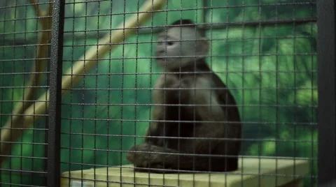 Funny monkey at the zoo Stock Footage 64515845