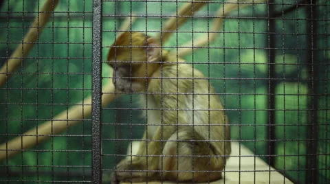 Funny monkey at the zoo Stock Footage 64515868