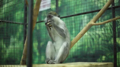 Funny monkey at the zoo Stock Footage 64516636