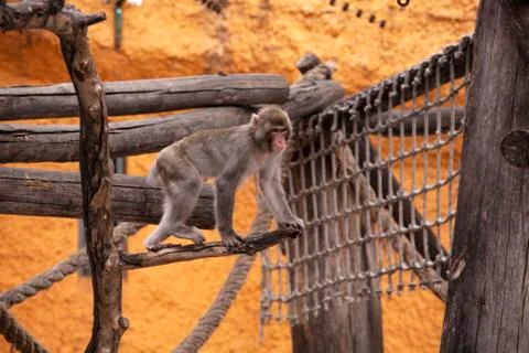 Funny monkey in zoo. Stock Photos