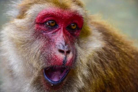 Funny monkeys at monkey  . Stock Photos