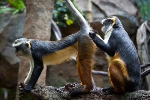 Funny monkeys Stock Photos