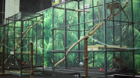 Funny monkeys at the zoo Stock Footage 64516505