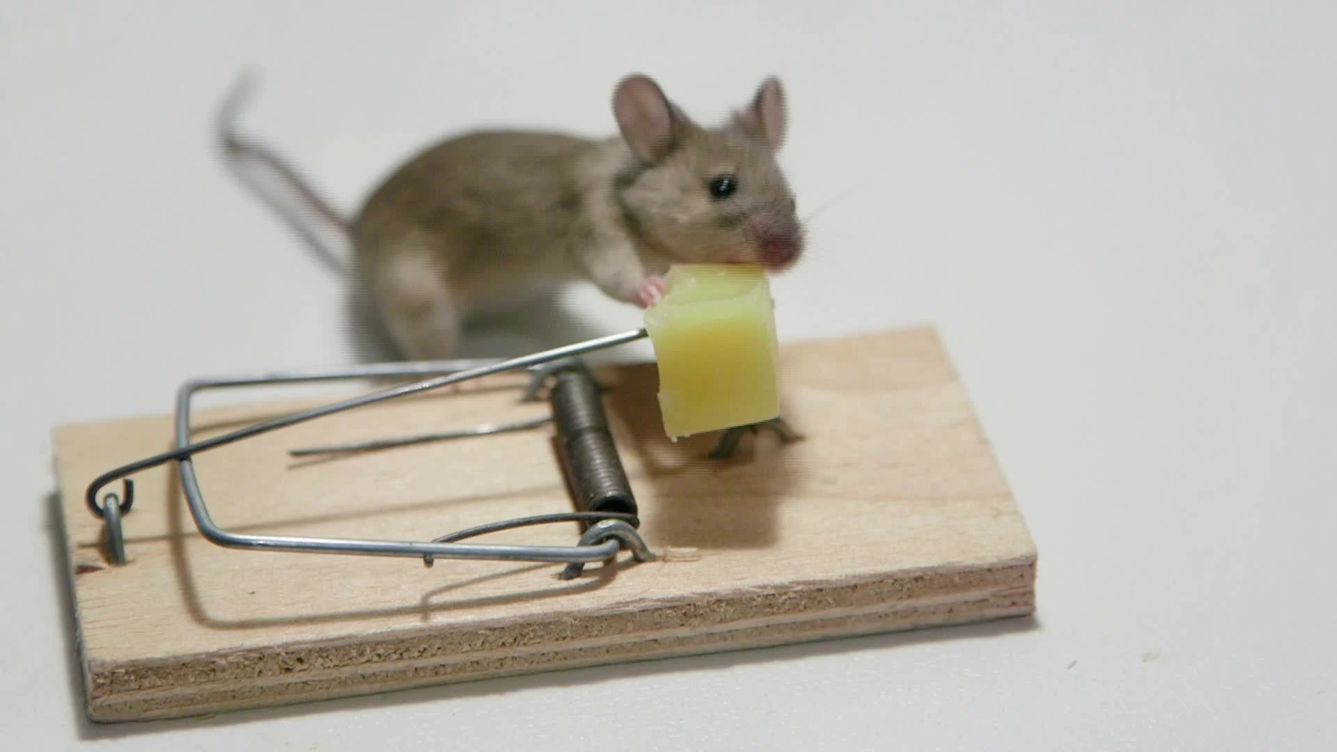 Funny mouse eating cheese in a mousetrap | Stock Video | Pond5
