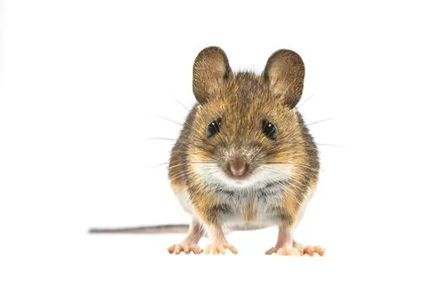 Funny mouse isolated on white background Stock Photos