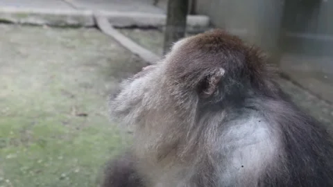 Monkey Movement Stock Videos – Royalty-Free HD & 4K Videos