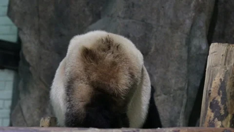 Funny movement of Panda Stock Footage 150193686