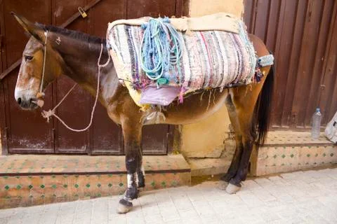 A funny mule is carrying some stuff in a bazaar of Fez, Morocco Stock Photos