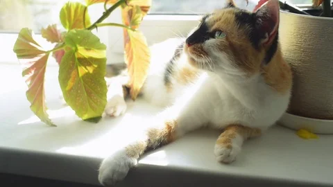 Funny multi-colored cat laying on the window. Sleepy kitty near the flower Stock Footage 76868080