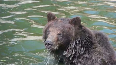 Funny muzzle bear in the water, slow motion Stock Footage 79535270