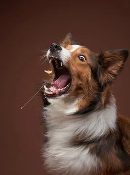 Funny muzzle border collie on brown background. cool dog in studio Stock Photos