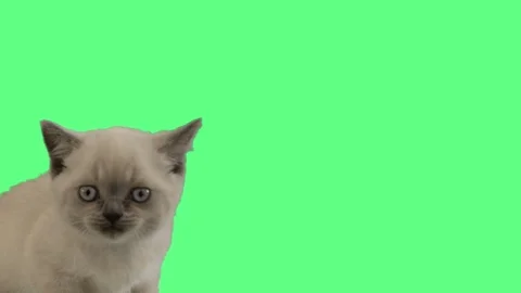Funny muzzle of a British kitten mewing on a green screen Видео 80213562