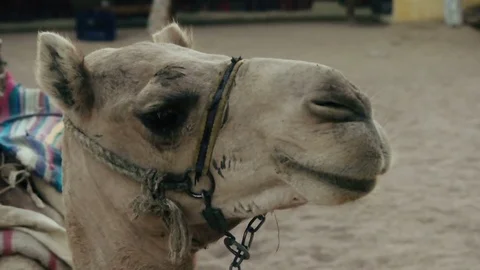 Funny muzzle of a camel looks Stock Footage 83046048