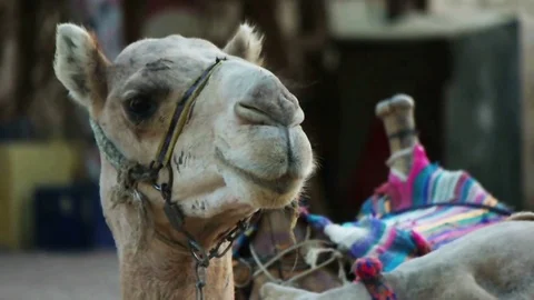 Funny muzzle camel, slow motion Stock Footage 82996825