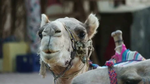 Funny muzzle camel, slow motion Stock Footage 82996853