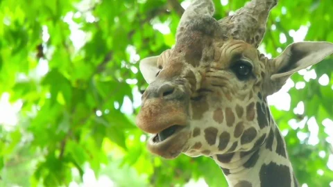Funny muzzle of a giraffe chewing Stock Footage 77541680