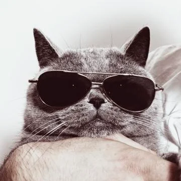 Funny muzzle of gray british cat in sunglasses Stock Photos