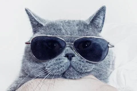 Funny muzzle of gray cat in sunglasses Stock Photos