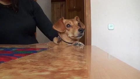 Funny muzzle of a puppy of a red dog sitting in the arms of the hostess Stock Footage 164098812