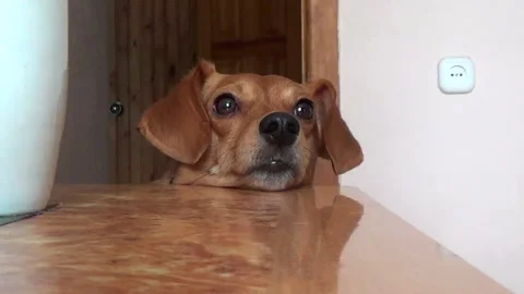 Funny muzzle of a red dog puppy Stock Footage 164098814