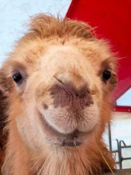 Funny muzzle of a young camel, close-up Stock Photos