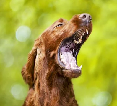 Funny noisy dog barking, yawning, opening his mouth, funny animal Stock Photos