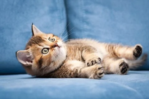 Funny orange British kitten lies on its side on a blue sofa Stock Photos