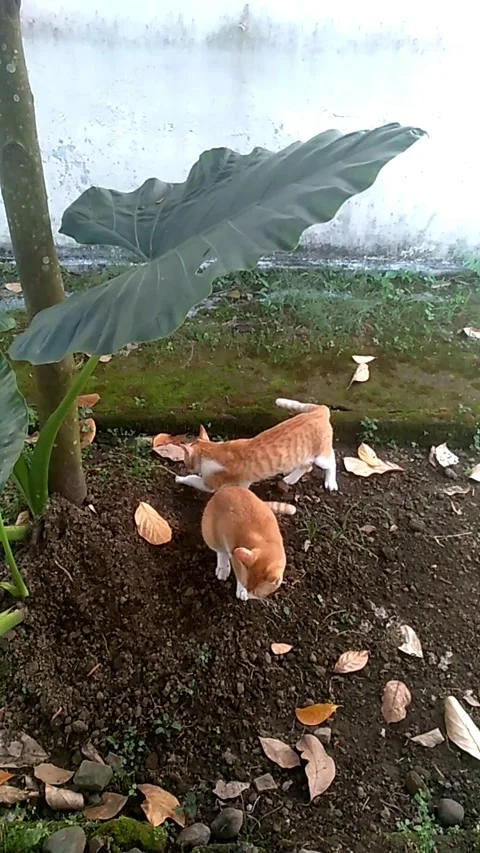 Funny orange cat watching its sibling bury the poop part 3 Vídeo Stock 340405983