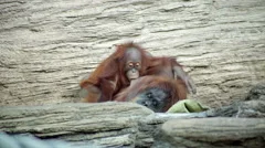 Funny orangutan online videos