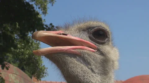 A funny ostrich drinking water Vídeos de archivo 24236967
