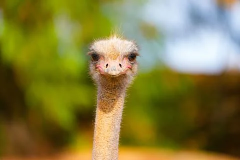 Funny ostrich face close-up. Stock Photos