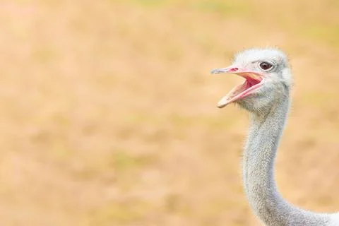 Funny ostrich face, ostrich head looking at camera open beak Stock Photos