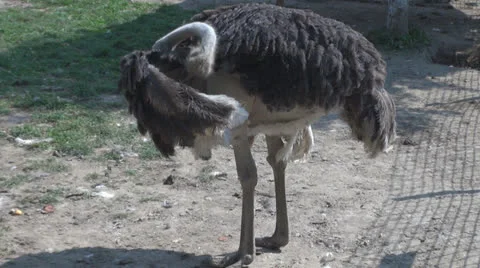 A funny ostrich Vídeos de archivo 24691573