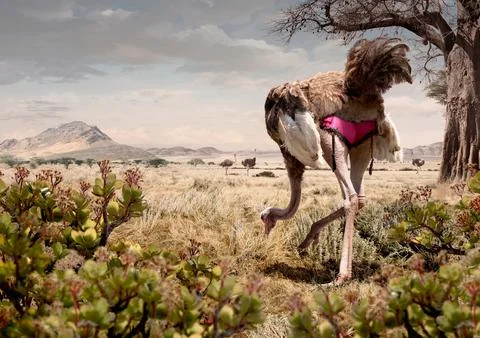Funny ostrich in wild Illustrazione stock