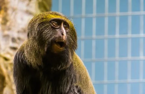 Funny owl faced monkey making an amazed face, the head of a hamlyn's monkey i Fotos de archivo