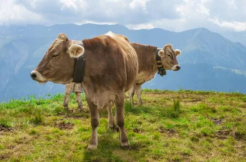 Funny pair of Swiss cows 스톡 사진