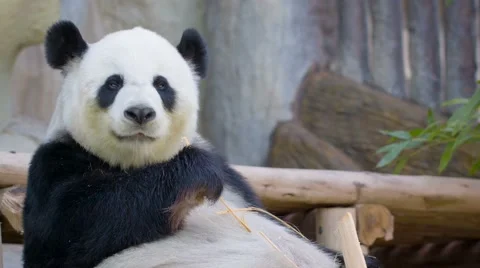 Funny panda eating bamboo Vidéo 40782952