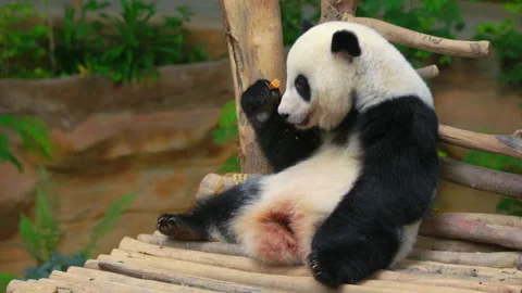 Funny panda eating something delicious Stockbeeldmateriaal 151281638