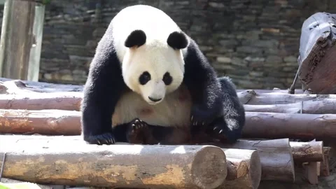 Funny Panda is itching Stock Footage 336516393