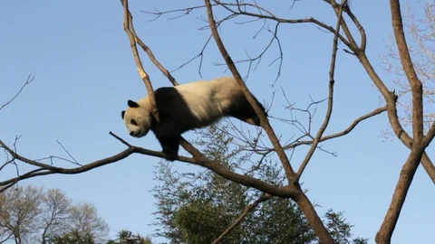 Funny Panda in a Tree Stock Footage 120677155