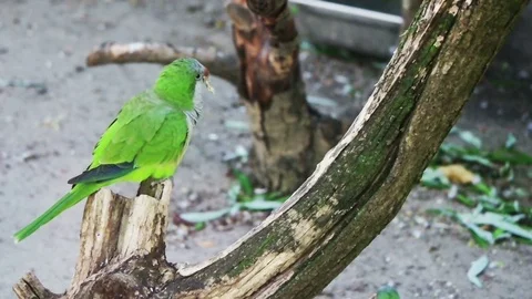 Funny parrot chews a twig, slow motion Stock-Footage 80492496