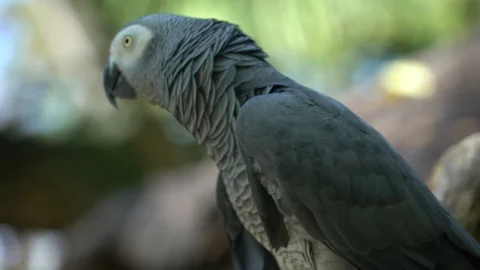 Funny parrot close-up on a branch. Stock Footage 112390926