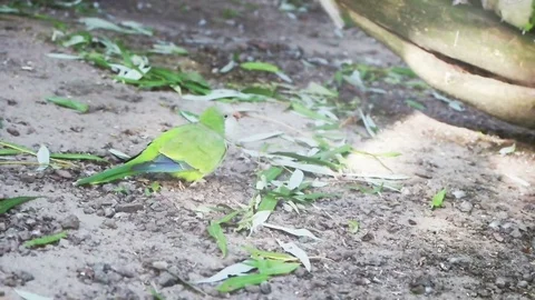 Funny parrot cramer takes off, slow motion Stock Footage 80491997