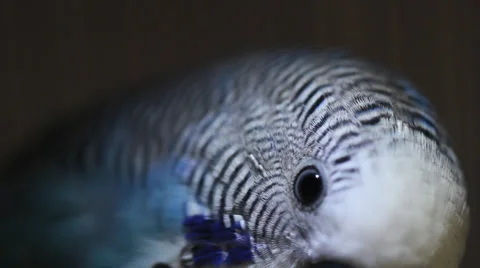 Funny Parrot Stock Footage 39382505