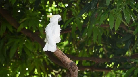 Funny parrot Stock Footage 77930589