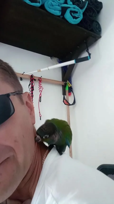 Funny parrot Stock Footage 293917797